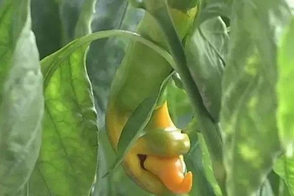 辣椒畸形果的症状,横剖可见果实里种子非常少或无