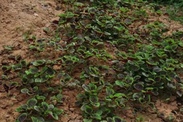 种苋菜用什么土，选择肥力充足的土壤合适