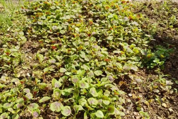 种苋菜用什么土，选择肥力充足的土壤合适