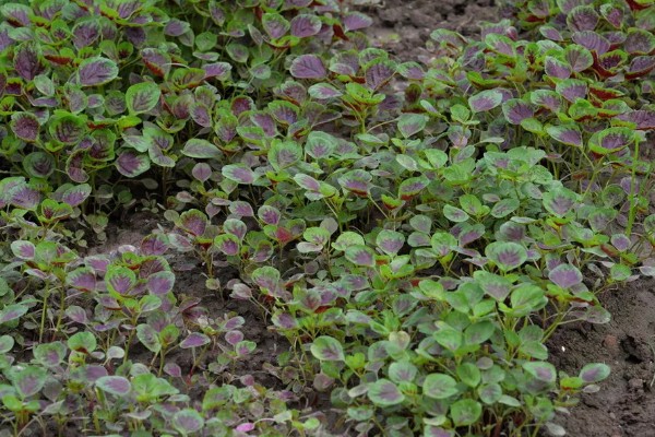 种苋菜用什么土，选择肥力充足的土壤合适