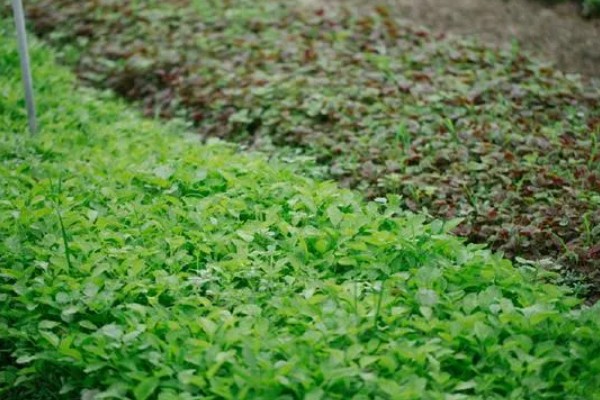 种苋菜用什么土，选择肥力充足的土壤合适