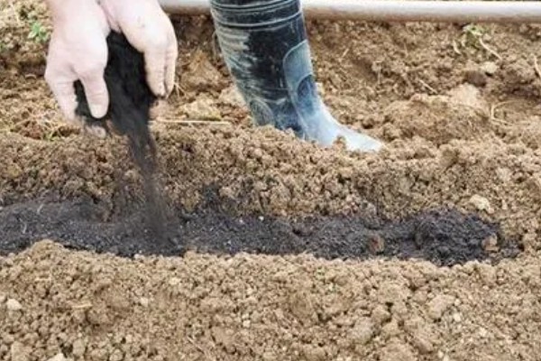 种苋菜用什么土，选择肥力充足的土壤合适