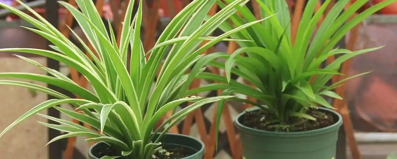 吊兰能不能在卧室内养殖,可以摆放1-2盆小型植株