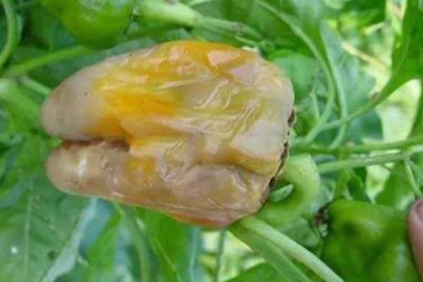 辣椒畸形果的症状,横剖可见果实里种子非常少或无