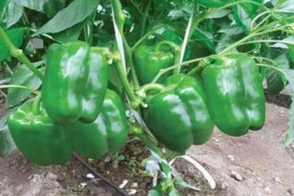 辣椒畸形果的症状,横剖可见果实里种子非常少或无