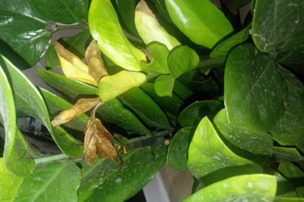 金钱树叶子卷曲的原因及解决办法，可能是浇水过多所致