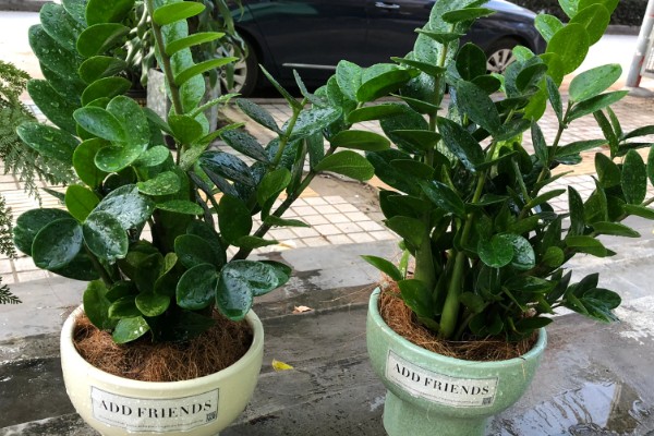 金钱树叶子卷曲的原因及解决办法，可能是浇水过多所致