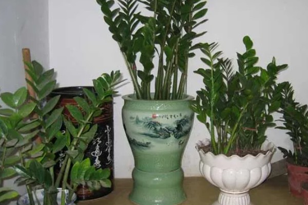 金钱树叶子卷曲的原因及解决办法，可能是浇水过多所致