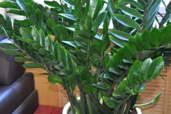 金钱树叶子卷曲的原因及解决办法，可能是浇水过多所致