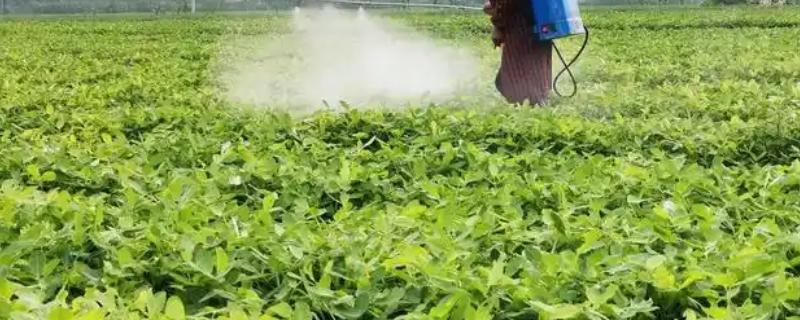花生长出几片叶打除草剂,长出3片真叶、杂草处于2-4叶期适合打药