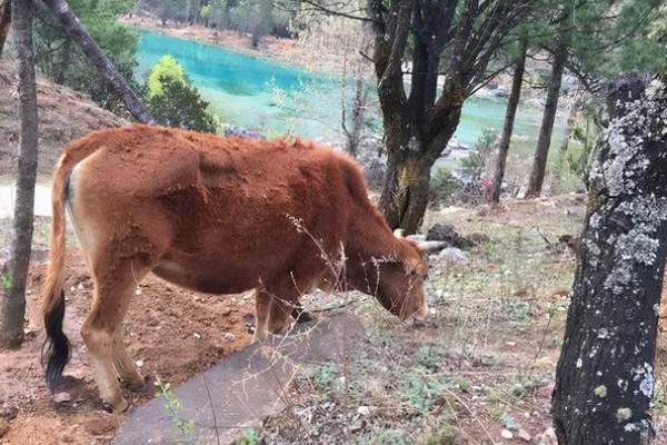 如何防治牛舔土吃,可以用舔砖治疗