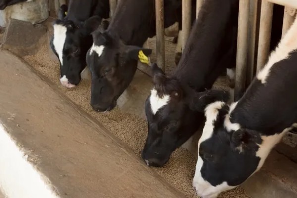 如何防治牛舔土吃,可以用舔砖治疗