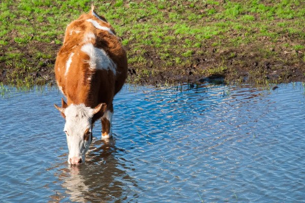 如何防治牛舔土吃,可以用舔砖治疗