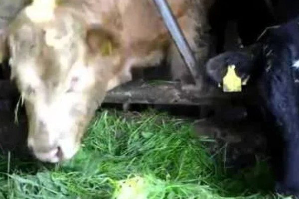 如何防治牛舔土吃,可以用舔砖治疗