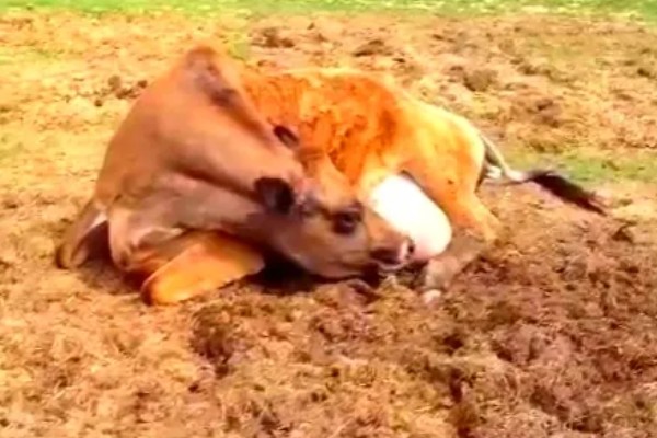 如何防治牛舔土吃,可以用舔砖治疗