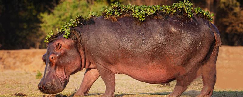 河马能不能打过鳄鱼，成年后战斗力比鳄鱼更高