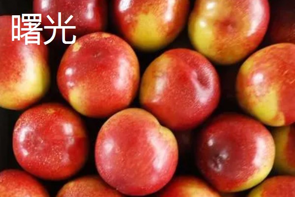 油桃的优良品种介绍，推荐曙光、早红宝石等