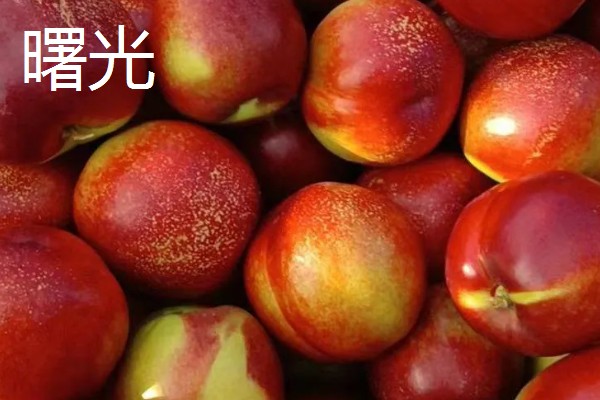 油桃的优良品种介绍，推荐曙光、早红宝石等