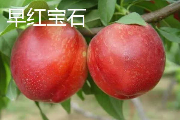 油桃的优良品种介绍，推荐曙光、早红宝石等