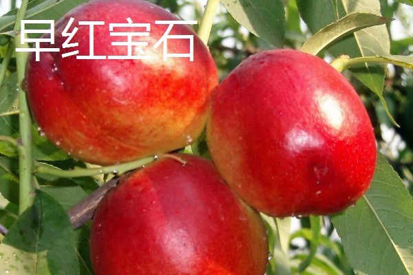 油桃的优良品种介绍，推荐曙光、早红宝石等