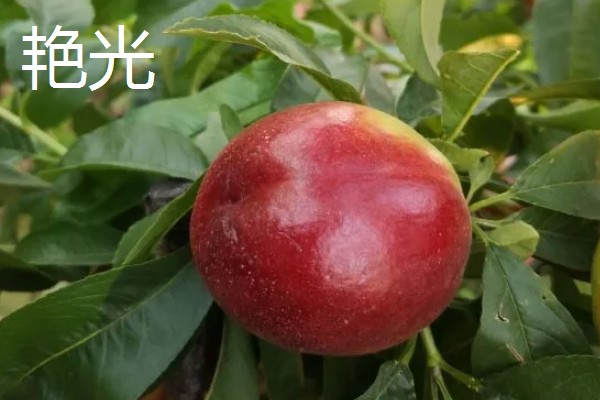 油桃的优良品种介绍，推荐曙光、早红宝石等
