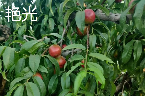 油桃的优良品种介绍，推荐曙光、早红宝石等