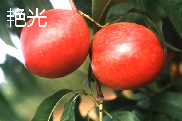 油桃的优良品种介绍，推荐曙光、早红宝石等