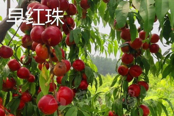 油桃的优良品种介绍，推荐曙光、早红宝石等