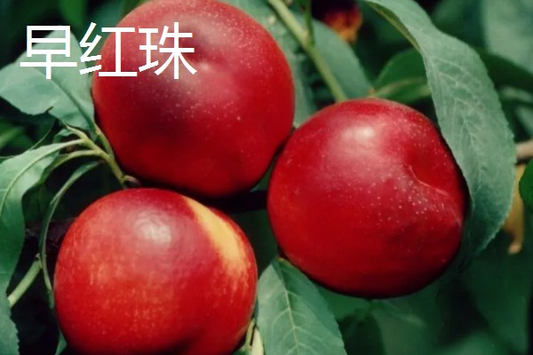 油桃的优良品种介绍，推荐曙光、早红宝石等