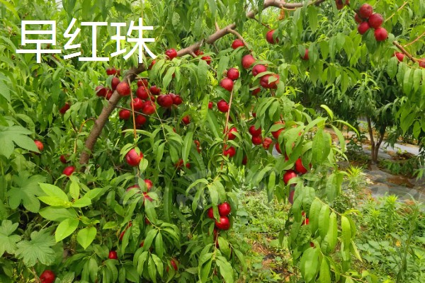 油桃的优良品种介绍，推荐曙光、早红宝石等