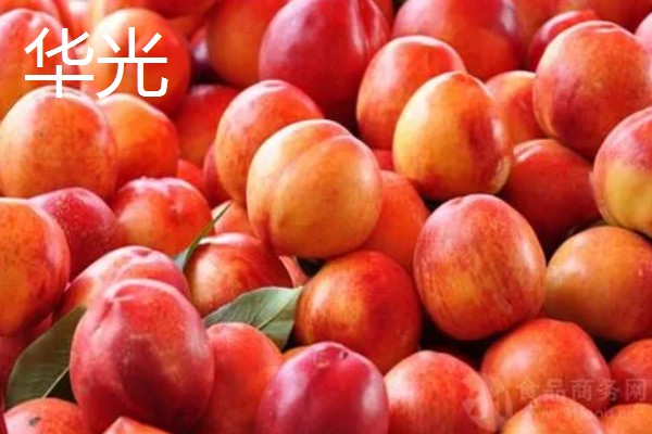 油桃的优良品种介绍，推荐曙光、早红宝石等