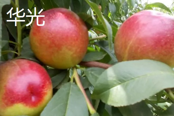 油桃的优良品种介绍，推荐曙光、早红宝石等
