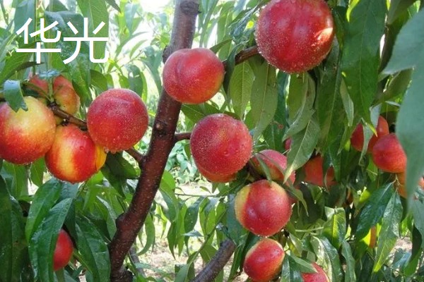 油桃的优良品种介绍，推荐曙光、早红宝石等
