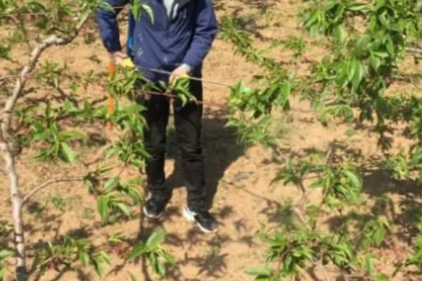 油桃的优良品种介绍，推荐曙光、早红宝石等