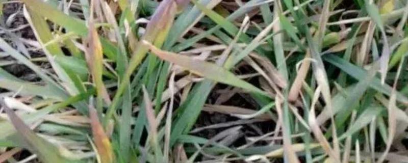 小麦重大病虫害怎么防控，不同病害的防治方法不同