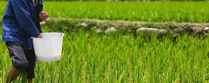 直播水稻的施肥技术，要根据水稻生长情况来施肥