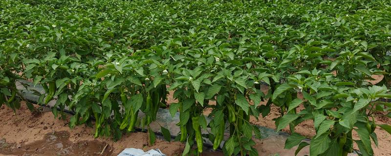 辣椒使用哪种肥料可提高产量，开花结果期喷施尿素和磷酸二氢钾