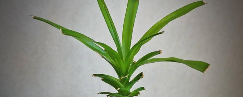 龙血树如何水插,选择双层的玻璃容器栽培