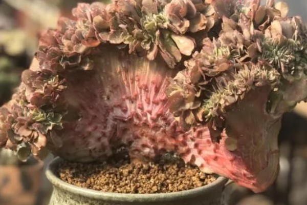 怎么养高砂之翁,喜欢在光照充足的环境中生长