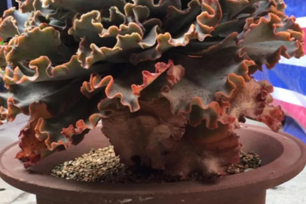 怎么养高砂之翁,喜欢在光照充足的环境中生长