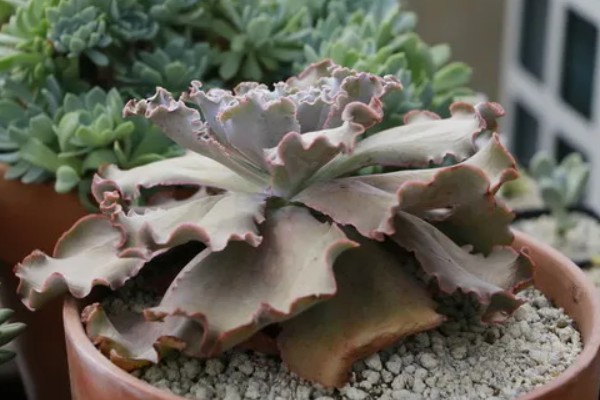 怎么养高砂之翁,喜欢在光照充足的环境中生长