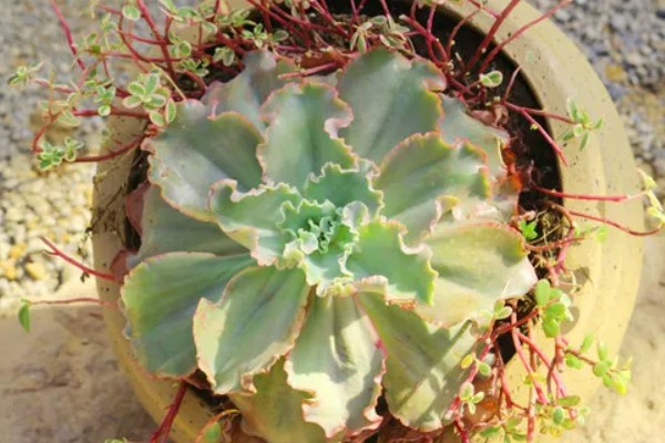 怎么养高砂之翁,喜欢在光照充足的环境中生长