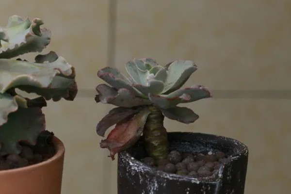 怎么养高砂之翁,喜欢在光照充足的环境中生长