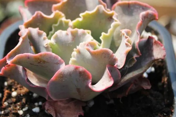 怎么养高砂之翁,喜欢在光照充足的环境中生长