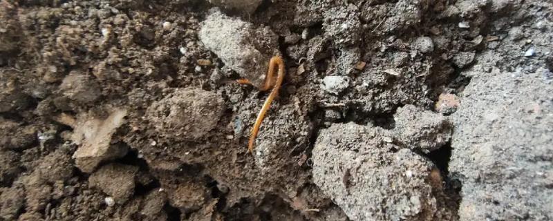 花盆内的小蜈蚣有没有危害，不会危害盆栽反而会捕食害虫