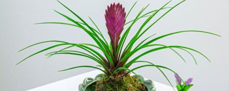 铁兰怎么养殖,把空气湿度保持在75-85%