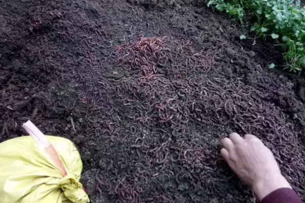 蚯蚓的养殖模式,可采用箱筐养殖法、池养法等