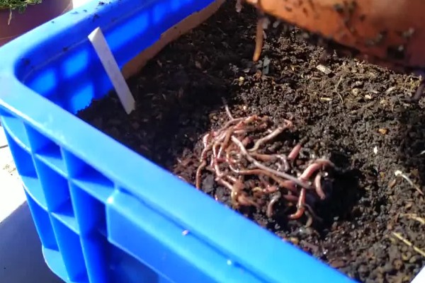 蚯蚓的养殖模式,可采用箱筐养殖法、池养法等