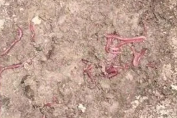 蚯蚓的养殖模式,可采用箱筐养殖法、池养法等