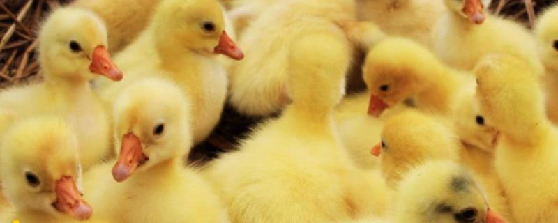 小鹅突然不吃食没精神的原因，可能是患有鹅霍乱、鹅白痢等疾病